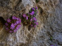 Primula allionii 9, Saxifraga-Harry Jans