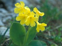 Primula auricula 11, Saxifraga-Jan van der Straaten