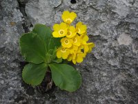 Primula auricula 12, Saxifraga-Jasenka Topic