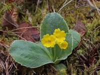 Primula auricula 13, Saxifraga-Jeroen Willemsen