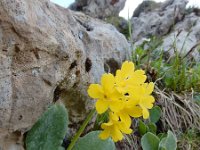 Primula auricula 17, Saxifraga-Ed Stikvoort