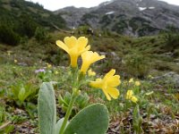 Primula auricula 18, Saxifraga-Ed Stikvoort