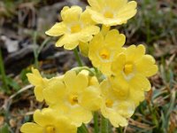 Primula auricula 19, Saxifraga-Ed Stikvoort