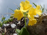 Primula auricula 20, Saxifraga-Ed Stikvoort