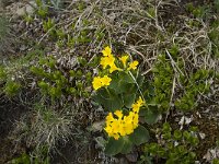 Primula auricula 23, Saxifraga-Annemiek Bouwman