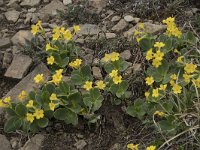 Primula auricula 26, Saxifraga-Willem van Kruijsbergen