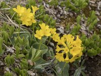 Primula auricula 28, Saxifraga-Willem van Kruijsbergen