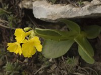 Primula auricula 3, Saxifraga-Marijke Verhagen