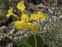 Primula auricula 30, Saxifraga-Willem van Kruijsbergen