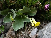 Primula auricula 31, Saxifraga-Rutger Barendse