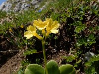 Primula auricula 33, Saxifraga-Ed Stikvoort