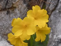 Primula auricula 35, Saxifraga-Harry Jans