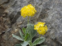 Primula auricula 36, Saxifraga-Harry Jans