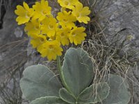 Primula auricula 37, Saxifraga-Harry Jans