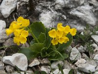 Primula auricula 47, Saxifraga-Luuk Vermeer