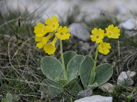 Primula auricula 48, Saxifraga-Luuk Vermeer