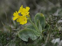 Primula auricula 49, Saxifraga-Luuk Vermeer