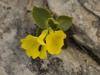 Primula auricula 5, Saxifraga-Jan van der Straaten