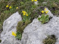 Primula auricula 53, Saxifraga-Luuk Vermeer