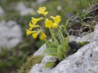 Primula auricula 54, Saxifraga-Luuk Vermeer