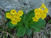 Primula auricula 6, Saxifraga-Willem van Kruijsbergen