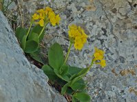 Primula auricula 8, Saxifraga-Willem van Kruijsbergen