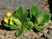 Primula auricula 9, Saxifraga-Willem van Kruijsbergen