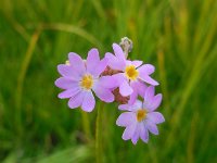 Primula auriculata 2, Saxifraga-Ed Stikvoort