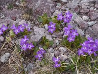 Primula daonensis 3, Saxifraga-Harry Jans