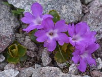 Primula daonensis 4, Saxifraga-Harry Jans