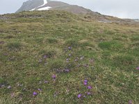 Primula daonensis 7, habitat, Saxifraga-Harry Jans