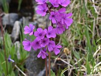 Primula deorum 10, Saxifraga-Harry Jans  Primula deorum