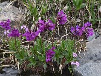 Primula deorum 11, Saxifraga-Harry Jans  Primula deorum