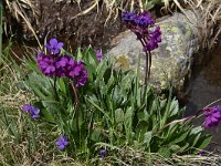 Primula deorum 16, Saxifraga-Harry Jans  Primula deorum