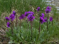 Primula deorum 19, Saxifraga-Harry Jans  Primula deorum