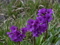 Primula deorum 25, Saxifraga-Harry Jans  Primula deorum