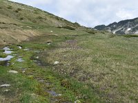 Primula deorum 27, Saxifraga-Harry Jans  habitat Primula deorum : Habitat