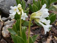 Primula deorum f alba 12, Saxifraga-Harry Jans  Primula deorum f. alba