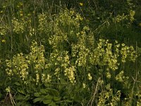 Primula elatior 10, Slanke sleutelbloem, Saxifraga-Jan van der Straaten