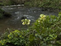 Primula elatior 100, Slanke sleutelbloem, Saxifraga-Willem van Kruijsbergen