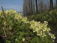 Primula elatior 101, Slanke sleutelbloem, Saxifraga-Willem van Kruijsbergen