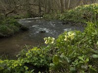 Primula elatior 102, Slanke sleutelbloem, Saxifraga-Willem van Kruijsbergen