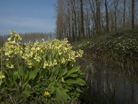 Primula elatior 103, Slanke sleutelbloem, Saxifraga-Willem van Kruijsbergen