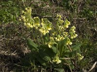 Primula elatior 104, Slanke sleutelbloem, Saxifraga-Willem van Kruijsbergen