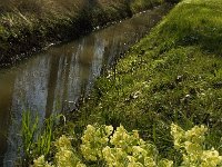 Primula elatior 108, Slanke sleutelbloem, Saxifraga-Jan van der Straaten