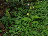 Primula elatior 114, Slanke sleutelbloem, Saxifraga-Hans Boll