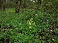 Primula elatior 125, Slanke sleutelbloem, Saxifraga-Hans Boll