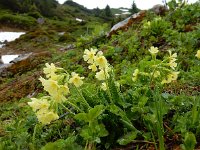 Primula elatior 129, Slanke sleutelbloem, Saxifraga-Ed Stikvoort