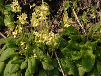 Primula elatior 13, Slanke sleutelbloem, Saxifraga-Jan van der Straaten