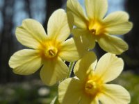 Primula elatior 131, Slanke sleutelbloem, Saxifraga-Ed Stikvoort